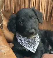 Spur, a male Bordoodle for sale in Provo, UT – Photo 5 of 9