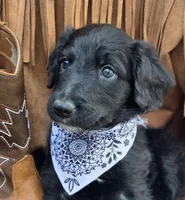 Spur, a male Bordoodle for sale in Provo, UT – Photo 2 of 9