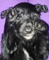 Spur, a male Bordoodle for sale in Provo, UT – Photo 7 of 9