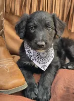 Spur, a male Bordoodle for sale in Provo, UT – Photo 3 of 9