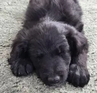 Spur, a male Bordoodle for sale in Provo, UT – Photo 4 of 9