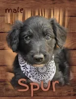 Spur, a male Bordoodle for sale in Provo, UT – Photo 1 of 9