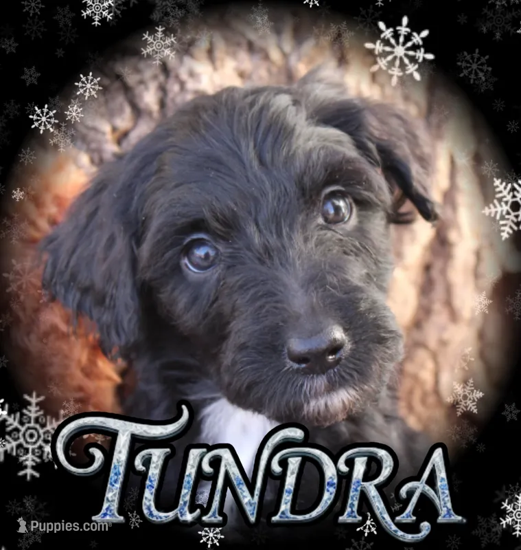 Tundra