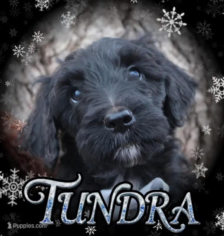 Tundra