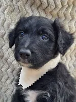 Skidd, a male Bordoodle for sale in Provo, UT – Photo 5 of 8