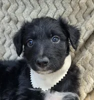 Skidd, a male Bordoodle for sale in Provo, UT – Photo 6 of 8