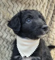 Skidd, a male Bordoodle for sale in Provo, UT – Photo 4 of 8