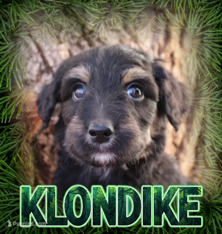 Klondike