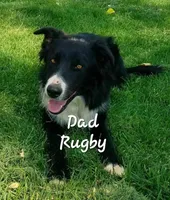 Kanyon, a female Bordoodle for sale in Provo, UT – Photo 10 of 10