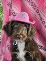 Kanyon, a female Bordoodle for sale in Provo, UT – Photo 4 of 10