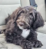 Kanyon, a female Bordoodle for sale in Provo, UT – Photo 6 of 10