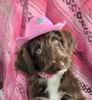 Kanyon, a female Bordoodle for sale in Provo, UT – Photo 1 of 10