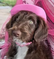 Kanyon, a female Bordoodle for sale in Provo, UT – Photo 5 of 10