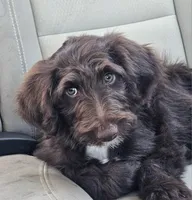 Kanyon, a female Bordoodle for sale in Provo, UT – Photo 3 of 10