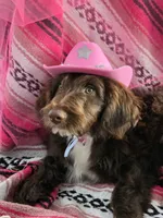 Kanyon, a female Bordoodle for sale in Provo, UT – Photo 8 of 10