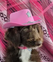 Kanyon, a female Bordoodle for sale in Provo, UT – Photo 2 of 10