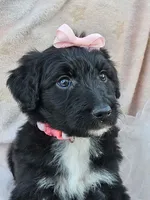 Westlyn, a female Bordoodle for sale in Provo, UT – Photo 2 of 8