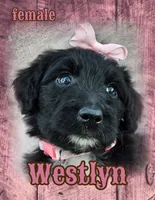 Westlyn, a female Bordoodle for sale in Provo, UT – Photo 1 of 8