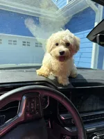 Nugget, a male Bichon Frise and Shihpoo for sale in Fayetteville, NC – 2 of 4