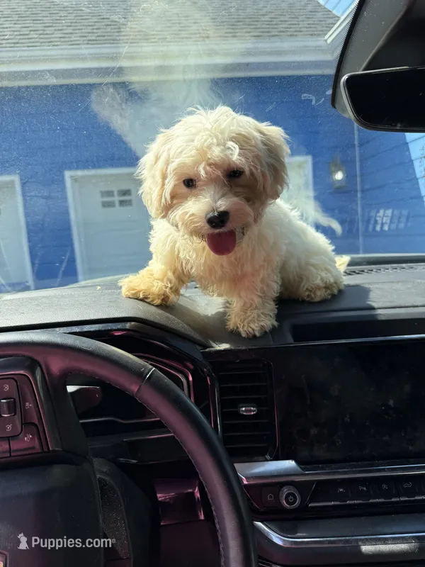 Nugget – Bichon Frise, Shihpoo puppy for sale in Fayetteville, NC