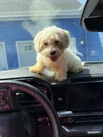 Nugget, a male Bichon Frise and Shihpoo for sale in Fayetteville, NC – 1 of 4