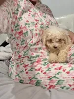 Nugget, a male Bichon Frise and Shihpoo for sale in Fayetteville, NC – Photo 2 of 3