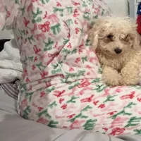 Nugget, a male Bichon Frise and Shihpoo for sale in Fayetteville, NC – Photo 1 of 3