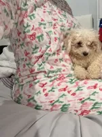 Nugget, a male Bichon Frise and Shihpoo for sale in Fayetteville, NC – Photo 1 of 3