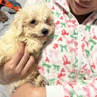 Nugget, a male Bichon Frise and Shihpoo for sale in Fayetteville, NC – Photo 3 of 3