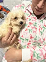 Nugget, a male Bichon Frise and Shihpoo for sale in Fayetteville, NC – Photo 3 of 3