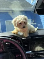 Nugget, a male Bichon Frise and Shihpoo for sale in Fayetteville, NC – 4 of 4