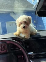Nugget, a male Bichon Frise and Shihpoo for sale in Fayetteville, NC – 3 of 4