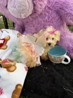Willow, a female Bichon Frise and Shih Tzu for sale in Fayetteville, NC – 4 of 10