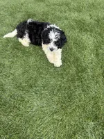Rufus , a male Shih Tzu and Bichpoo for sale in Fayetteville, NC – 4 of 4