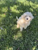 Colton, a male Shih Tzu and Bichpoo for sale in Fayetteville, NC – 4 of 7