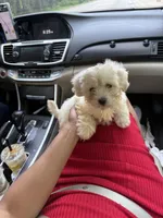 May, a female Bichon Frise and Shihpoo for sale in Fayetteville, NC – 3 of 5