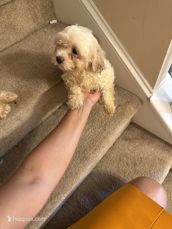 Leo – Bichon Frise, Shih Tzu puppy for sale in Fayetteville, NC