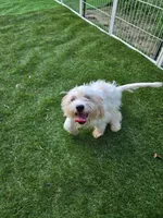 Cory , a male Bichon Frise and Shihpoo for sale in Fayetteville, NC – 2 of 2