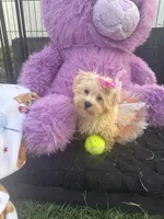 Willow, a female Bichon Frise and Shih Tzu for sale in Fayetteville, NC – 4 of 9