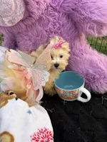 Willow, a female Bichon Frise and Shih Tzu for sale in Fayetteville, NC – 7 of 10