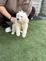 Chip, a male Shih Tzu and Bichpoo for sale in Fayetteville, NC – 6 of 6