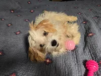 Winnie, a female Bichon Frise and Shihpoo for sale in Fayetteville, NC – 2 of 2