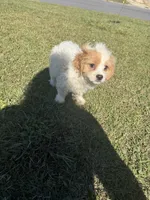 Sadie, a female Bichon Frise and Shihpoo for sale in Fayetteville, NC – 6 of 9