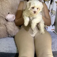 Polo, a male Bichon Frise and Shih Tzu for sale in Fayetteville, NC – Photo 3 of 3