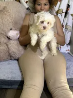 Polo, a male Bichon Frise and Shih Tzu for sale in Fayetteville, NC – Photo 3 of 3