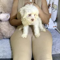 Polo, a male Bichon Frise and Shih Tzu for sale in Fayetteville, NC – Photo 2 of 3