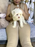 Polo, a male Bichon Frise and Shih Tzu for sale in Fayetteville, NC – Photo 2 of 3