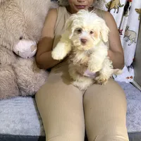 Polo, a male Bichon Frise and Shih Tzu for sale in Fayetteville, NC – Photo 1 of 3