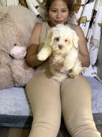 Polo, a male Bichon Frise and Shih Tzu for sale in Fayetteville, NC – Photo 1 of 3