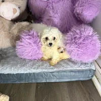 Valentine, a male Bichon Frise and Shih Tzu for sale in Fayetteville, NC – Photo 3 of 3